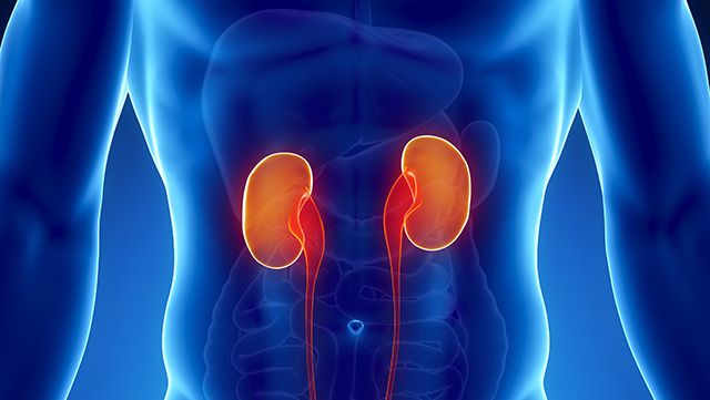 Imaging of kidneys inside the body