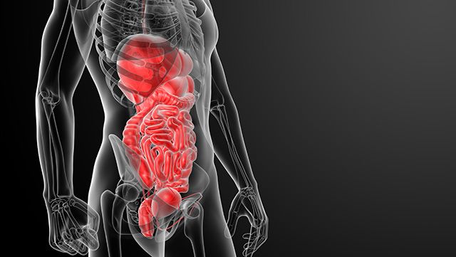 Illustration of the colon and stomach inside the body
