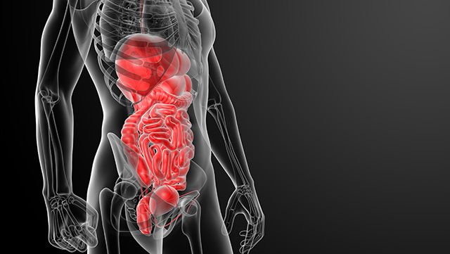 Illustration of the colon and stomach inside the body